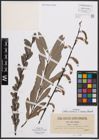 Foto von Salix cinerea L. x Salix incana Schrank